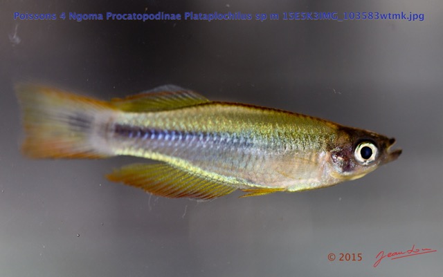 032 Poissons 4 Ngoma Procatopodinae Plataplochilus sp m 15E5K3IMG_103583wtmk.jpg